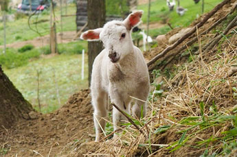 animaux de la ferme