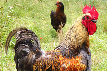 animaux de la ferme