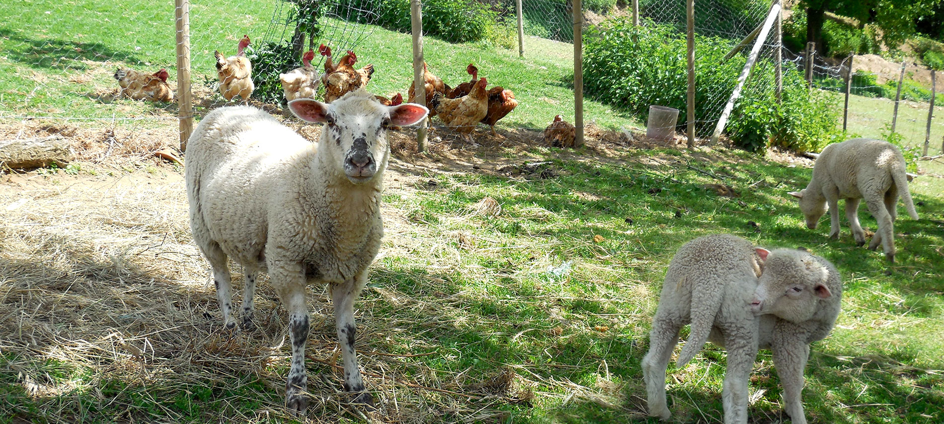 les animaux du gite